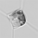 ChaetoOmicBase